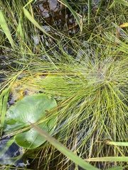 Eleocharis intermedia