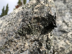 Umbilicaria polyphylla