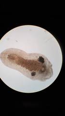 Macrostomum