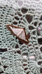 Cydalima perspectalis