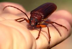 Delocheilus prionoides