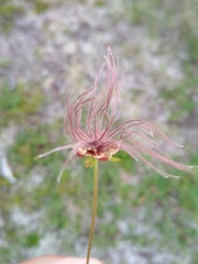 Sieversia pusilla