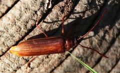 Delocheilus prionoides