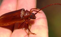 Delocheilus prionoides