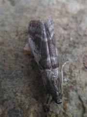 Acrobasis sodalella