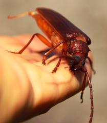 Delocheilus prionoides