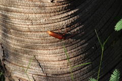 Delocheilus prionoides