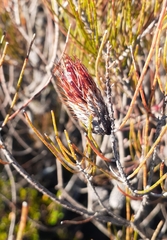 Allocasuarina nana