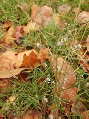 Lepidium graminifolium