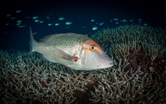 Lethrinus miniatus