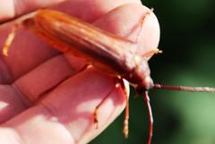 Delocheilus prionoides