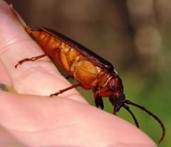 Delocheilus prionoides