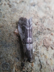 Acrobasis sodalella