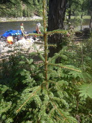 Picea jezoensis jezoensis