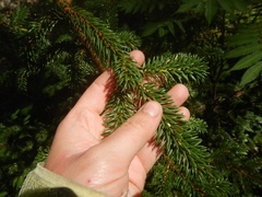 Picea jezoensis jezoensis