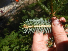 Picea jezoensis jezoensis
