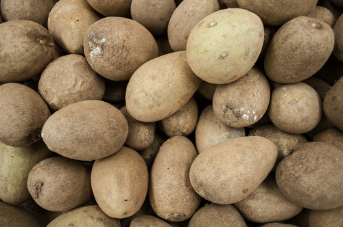 Pouteria sapota
