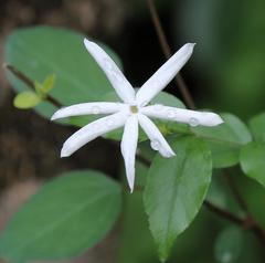 Jasminum streptopus