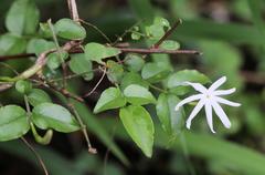 Jasminum streptopus