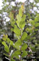 Combretum hereroense hereroense