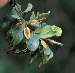 Combretum hereroense hereroense