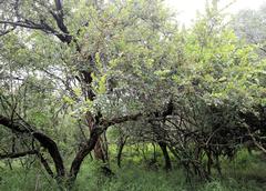 Combretum hereroense hereroense