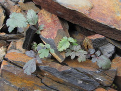 Symphyoloma graveolens