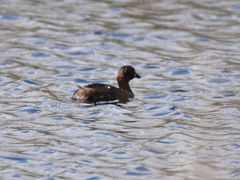 Tachybaptus ruficollis