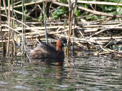 Tachybaptus ruficollis
