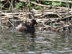 Tachybaptus ruficollis