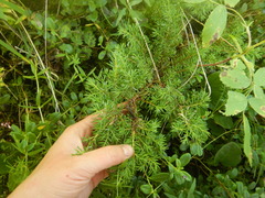 Juniperus communis saxatilis