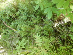 Juniperus communis saxatilis