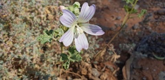 Malva preissiana