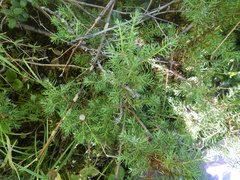 Juniperus communis saxatilis