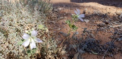 Malva preissiana