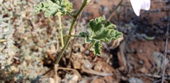 Malva preissiana