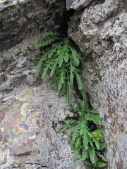 Jurinea filicifolia