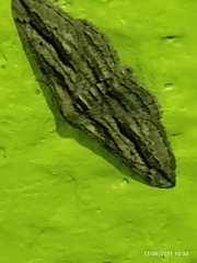 Menophra thuriferaria