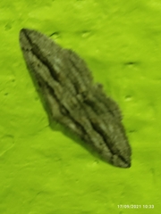 Menophra thuriferaria