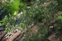 Asparagus lignosus