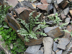Jurinea filicifolia