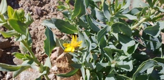 Senecio magnificus
