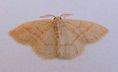 Chlorochlamys appellaria