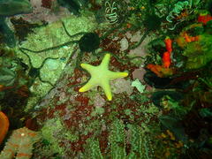 Callopatiria formosa