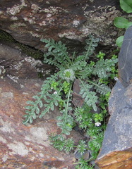 Jurinea filicifolia
