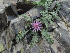 Jurinea filicifolia