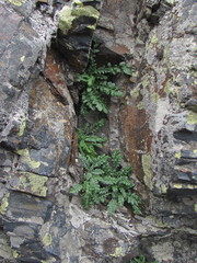 Jurinea filicifolia