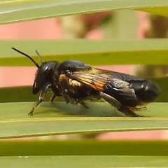 Megachile