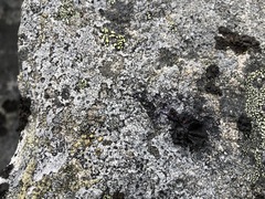 Umbilicaria hyperborea