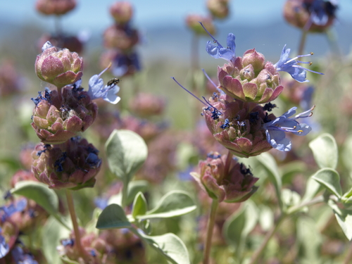 Salvia dorrii ssp. dorrii